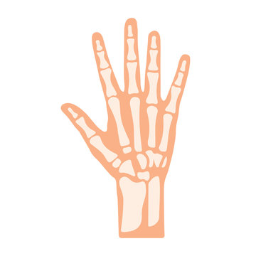 Hand Bone with Detail Vector