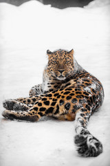 Beautiful Amur Leopard Lying in snow, Far East Russia