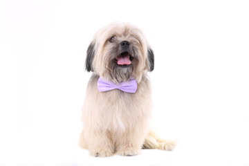 Shih Tzu dog with the bow tie isolated on a white background