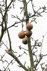 Pears on a tree in winter.