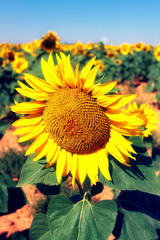 GIRASOL ILUMINADO POR EL SOL