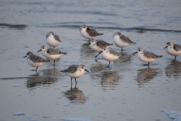 Sanderlinge auf Juist