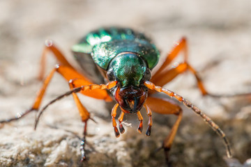 Fototapeta premium Goldlaufkäfer
