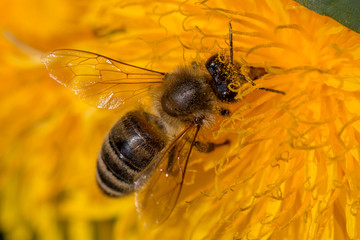 this busy bee is wearing some stylish glasses