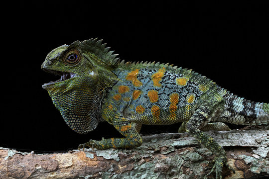 Portrait of an angry Boyd's Forest dragon, Indonesia