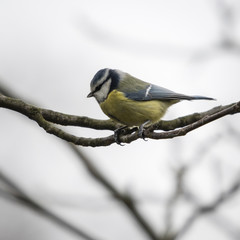 Cyanistes caeruleus - Eurasian blue tit sitting on a branch.