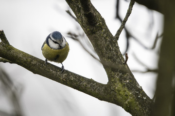 Cyanistes caeruleus - Eurasian blue tit sitting on a branch.