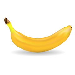 The vector illustration of the isolated banana