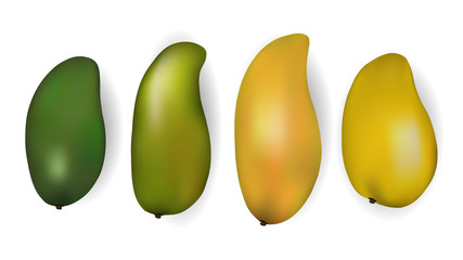 Set of vector illustrations of mango