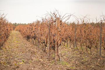 виноград растёт зимой на винограднике 