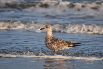 Möwe am Juister Strand