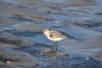 Sanderling auf Juist