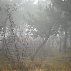 Forest after the rain. Autumn forest. Rainy forest in autumn. 