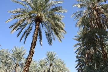Palm Trees in Direct Sunlight, Al Ain Oasis, UAE