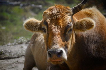 cow crossing the road