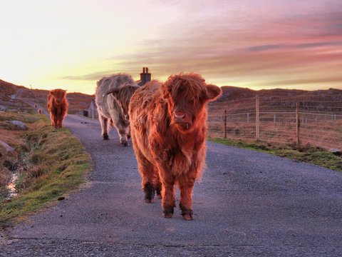 Highland Calf