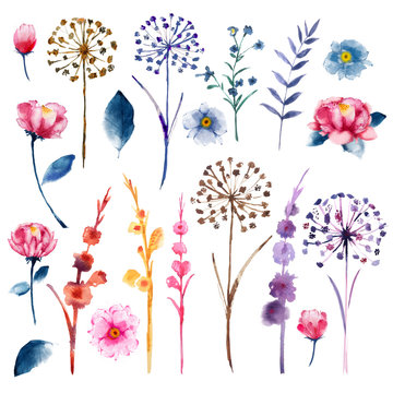 Watercolor set of botanic floral blooming natural elements. Wild flowers, twigs and leaves.
