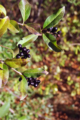 Ligustrum vulgare (wild privet, common privet, European privet) black ripe berries on branch with green leaves, soft blurry yellow grass background