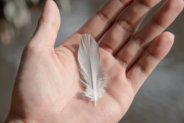Closeup hand hold Little gray feather bird