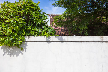 white wall with green leaves background