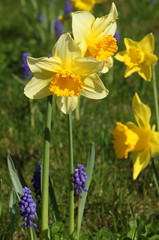 Narcisse et muscaris dans une pelouse