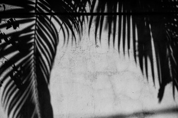 shadow of palm tree on white wall copy space