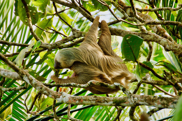 A sloth in the Cahuita National Park