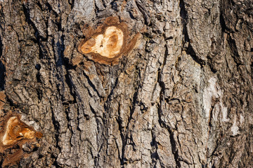 Bark of a tree without a branch