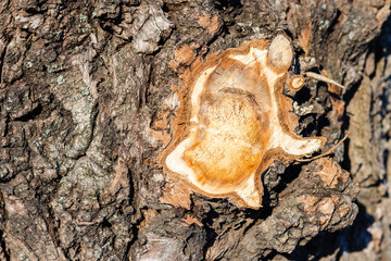 An image of textured tree bark with an area cut out to reveal light wood, this photograph highlights the contrast between the dark bark and light wood
