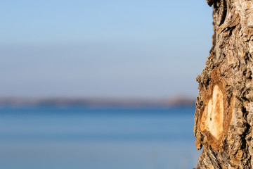 Tree on the background of the river and the sky