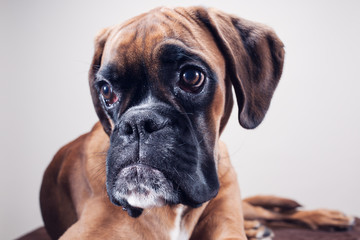 Close up on dog's head.
