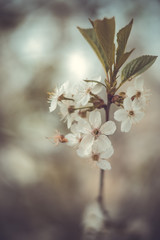  Flowers of apple on the branch. Spring.