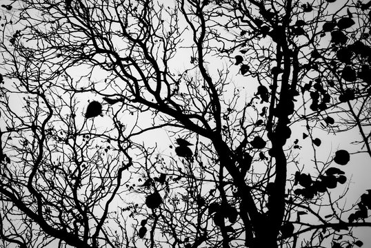 Fototapeta Rain forest in black and white. Forest silhouette. Rain after the rain.
