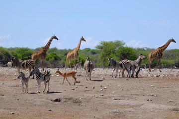 Fototapeta na wymiar Giraffes, zebra and antelope at a waterhole, Etosha National Park, Namibia