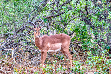 impala stood in bush in africa