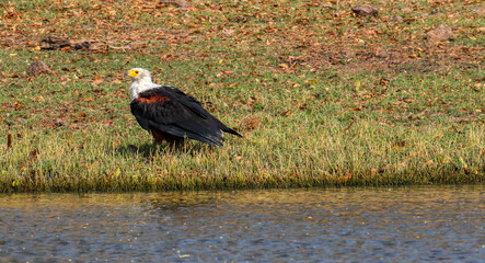 fish eagle sat by chobe river in botswana