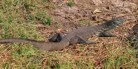 monitor lizard in chobe nature reserve botswana