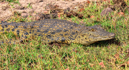 crocodile in chobe nature reserve in botswana