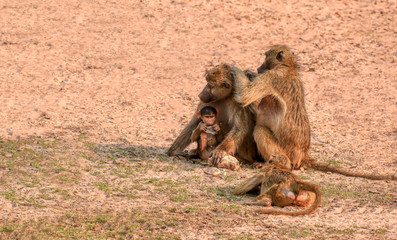 pair of baboons grooming with baby in chobe national park botswana