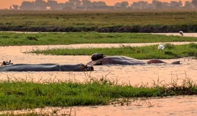 hippopotamus laying upside down in chobe river in botswana