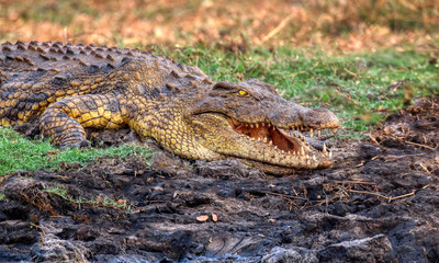 crocodile at side of river in chobe national park botswana