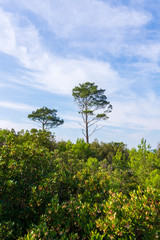 Fototapeta premium Tree Pine in Sky with Clouds