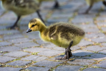 Young canadian goose