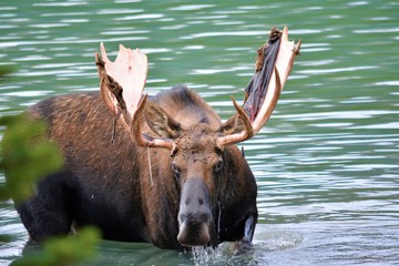 Moose at Maligne Lake, Jasper, Canada
