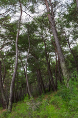 Natural Green Pine Forest