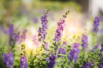 Purple flowers under the sun