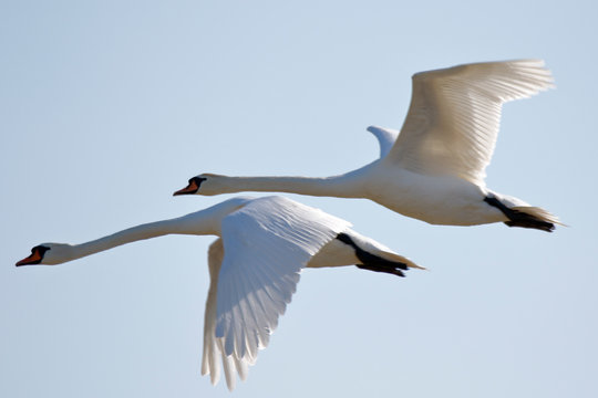 Fliegende Schw&auml;ne