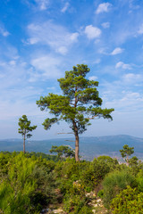 Fototapeta premium Tree Pine in Sky with Clouds