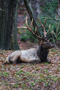 Bedded Bull Elk – Photographed in Elk State Park, Elk County, Benezette, Pennsylvania