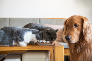 The Golden Hound watched two cats eating.